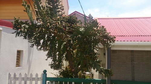 wp-1427824631897 image