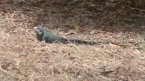 wp-1427824746282 image